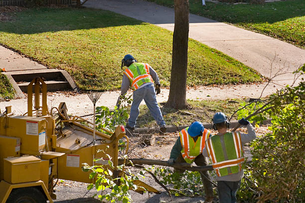 How Our Tree Care Process Works  in Batesburg Leesville, SC